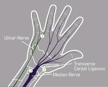 anatomia della mano