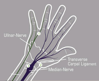 Anatomia della mano