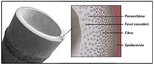 Sezione del bambu fibra cava